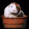 guineapig's Avatar