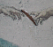 DjSeminoleKush's Avatar
