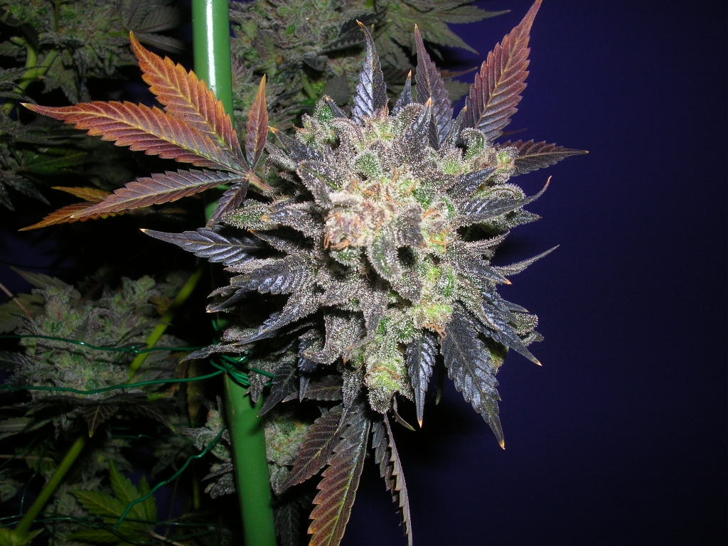 Ak47phenopurpleseriousseedsindoor11.JPG